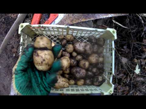 Видео: Картофель в мешке с навозом