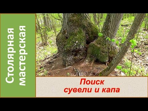 Видео: Поиск сувели и капа. Прогулка по весеннему лесу. Лесной родник / Search birch burl. Source in forest