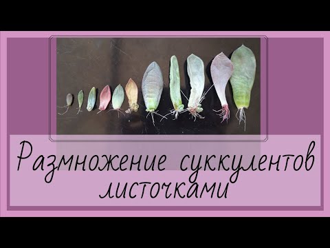 Видео: Размножение суккулентов листочками
