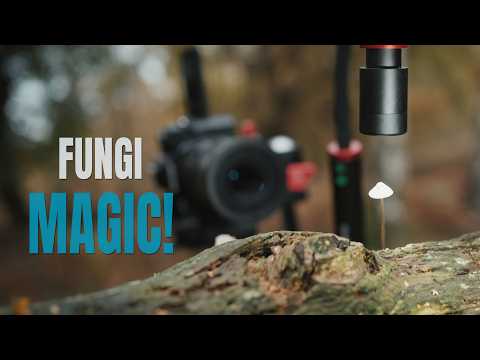 Видео: Как креативно фотографировать грибы с помощью светодиодного освещения — можно ли сделать из одног...