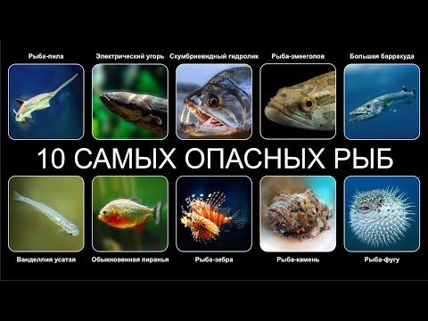 Видео: Топ 10 САМЫХ ОПАСНЫХ РЫБ