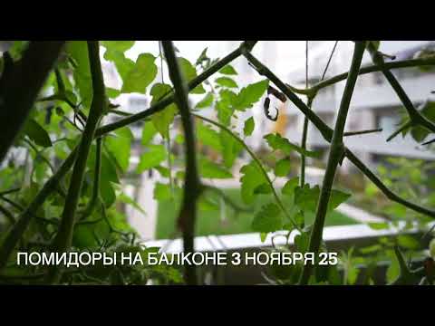 Видео: Помидоры на балконе