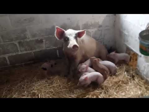 Видео: НАЧИНАЕМ КОРМИТЬ  ПОРОСЯТ ПУРИНОЙ С ПЕРВЫХ ДНЕЙ