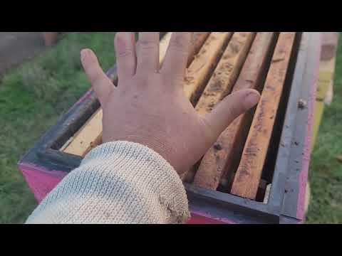 Видео: Плюсы и минусы 6 рамочного пеноулика .Для облета маток.