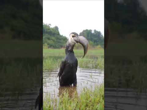 Видео: КОШМАР.