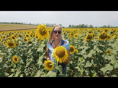 Видео: ЧЕМ ВАМ ПОМОЖЕТ ПОДСОЛНУХ.