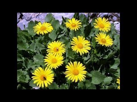 Видео: Арника Горная  Гомеопатия и Травма  Позвольте мне вас удивить  Trim