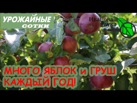 Видео: Посмотрите ЭТО ВИДЕО и будете ВСЕГДА С УРОЖАЕМ яблок, груш, слив, вишен, абрикосов и других фруктов!