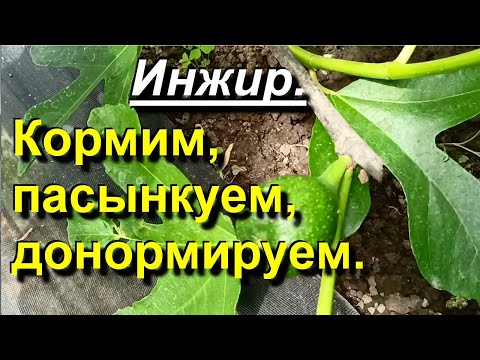 Видео: Инжир. Кормим, пасынкуем, донормируем. 2023 05 31