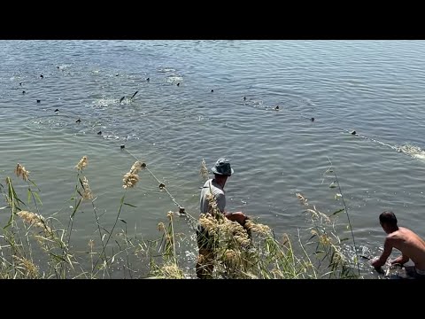 Видео: Ок балик Пёстири Сазан арзон нархларда
