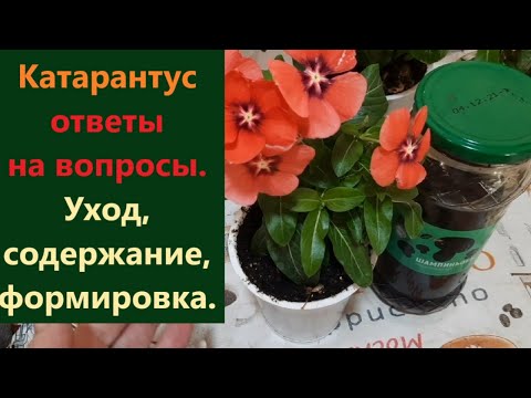 Видео: Ответы на вопросы.  Катарантус- уход/ содержание/ формировка. Разберем основные моменты.