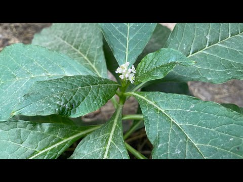 Видео: Лаконос | мене попереджали люди, а я не послухала