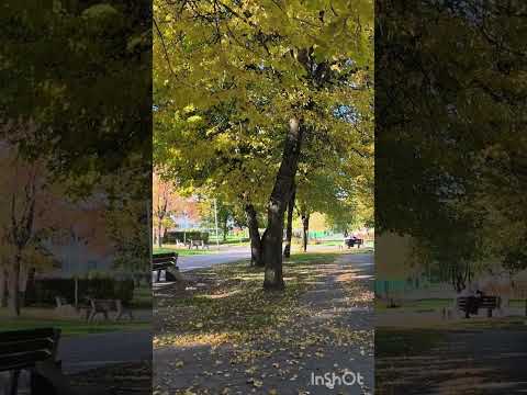 Видео: Осенняя пора, очей очарованье;)