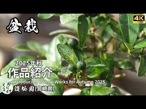 Видео: Представляем коллекцию Bonsai Works на осень 2025 года