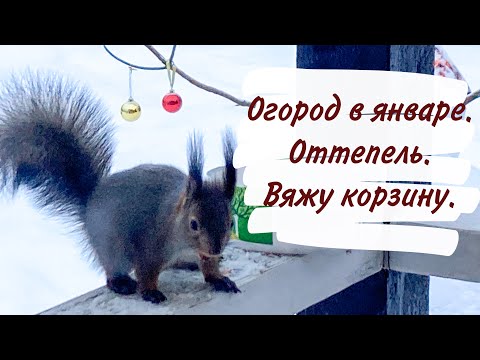 Видео: Переехали из города в медвежий угол.  Огород в январе. Оттепель. Вяжу корзину.