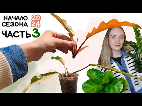 Видео: Продолжаю ПЕРЕСТАНОВКУ | Карамель УШЛА В ЗЕЛЕНЬ! 😱