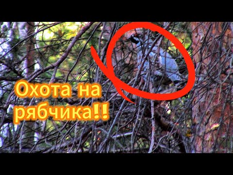 Видео: Тайга зовёт, первая охота на рябчика  2025