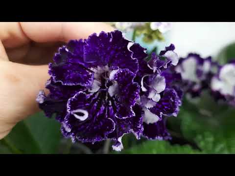 Видео: 27 мая 2024 г.