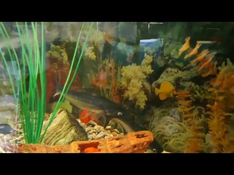 Видео: Пангасиус сиамский или Акулий сом (Pangasius sutchi)