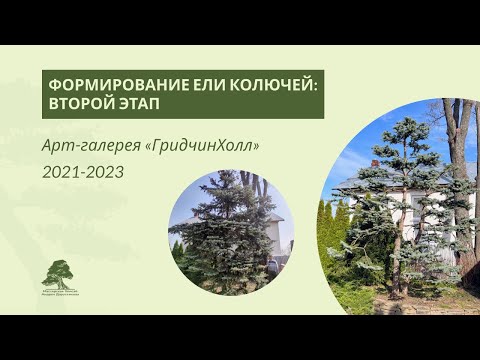 Видео: Формирование ели колючей 2021-2023