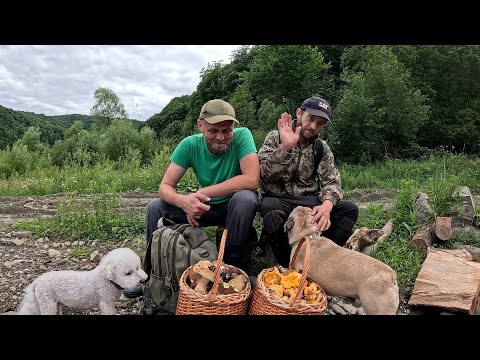 Видео: ЙО..Треба БАЧИТИ!..Гриби у Романа. Закарпаття, МЕГА ЗБІР ГРИБІВ!