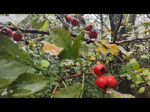 Видео: Гласът на Есента. Видео за релакс 🍁🍂🍁
