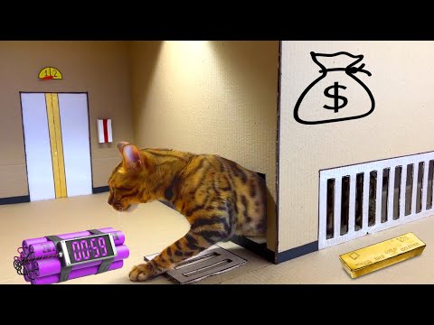Видео: Ограбление Банка 🐈. Домик для кошки из картона. Кошачий побег.