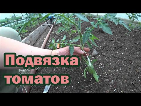 Видео: Способы подвязки томатов