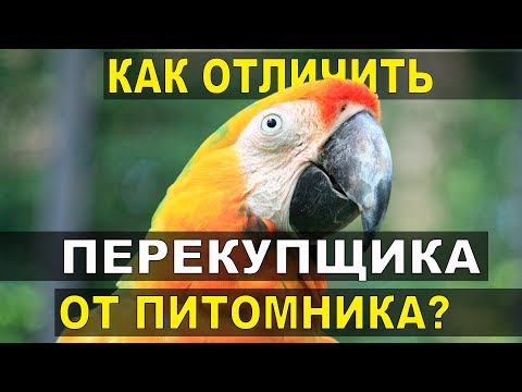 Видео: Как отличить настоящий питомник попугаев от перекупщиков?