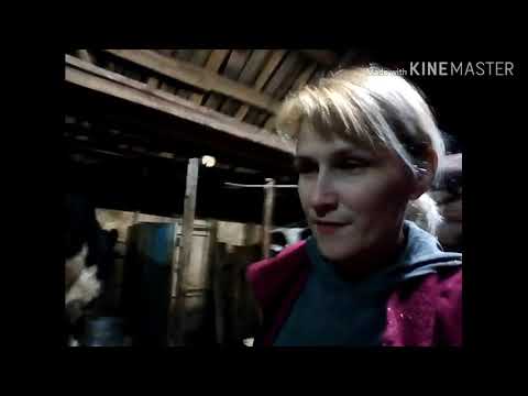 Видео: ПЕРВОТЕЛКА🐮🐄 НЕ ХОЧЕТ ДОИТСЯ....😱ЧТО ДЕЛАТЬ???