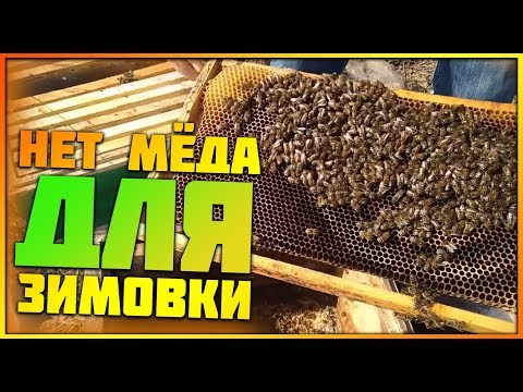 Видео: Нет меда на зиму пчелам.ЧТО ДЕЛАТЬ?Три способа решения проблемы зимовки пчел без меда. Канди и Мед