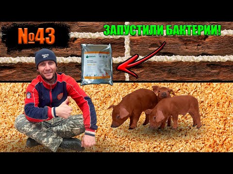 Видео: №43 Запустил бактерии(живые) в новом сарае (свинарнике).👍