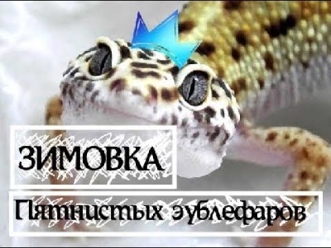 Видео: ЗИМОВКА Пятнистых эублефаров / Что, как и зачем?)