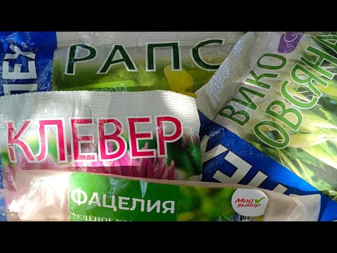 Видео: Сидерат өсіру. Сидерат түрлері. Топырақ тыңайту. Фацелия егу. Клевер егу. Сұлы егу