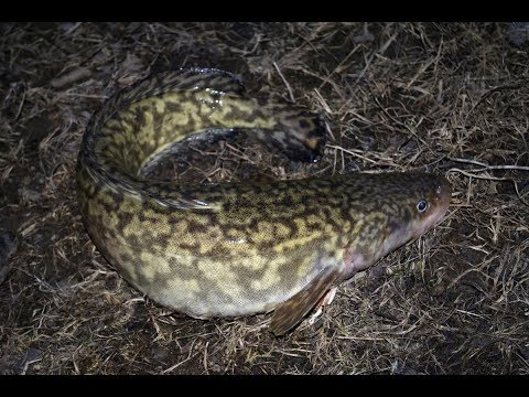 Видео: Ищем налима (р. Миасс)