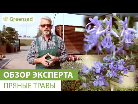 Видео: Пряные травы