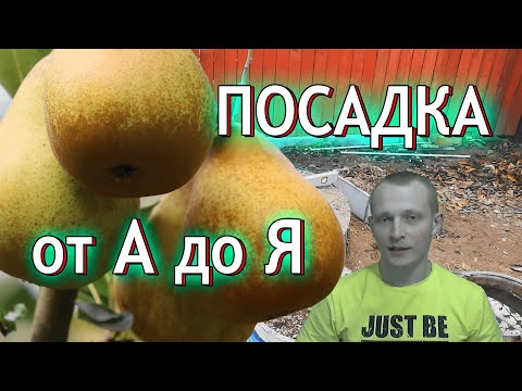 Видео: Как посадить саженец груши правильно? Посадка дерева груши осенью от А до Я...