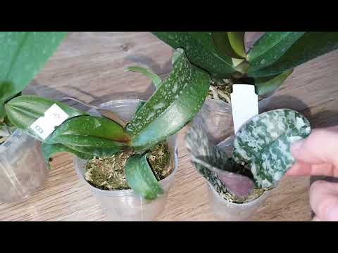 Видео: ОТКРЫВАЮ ПОСЫЛКУ С НОВЫМИ ОРХИДЕЯМИ😊 САМА СЕБЕ ЗАВИДУЮ