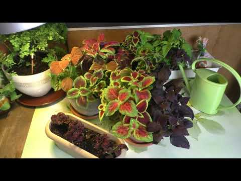 Видео: РЕЗАТЬ!!! не дожидаясь:) Мои КОЛЕУСЫ, ПЕЛАРГОНИИ, БЕГОНИИ и др после стрижки