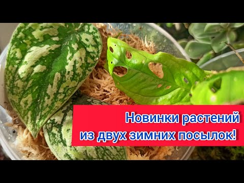 Видео: Новинки растений из двух зимних посылок! Редкие сциндапсусы, монстеры и др. Одна посылка замëрзла..