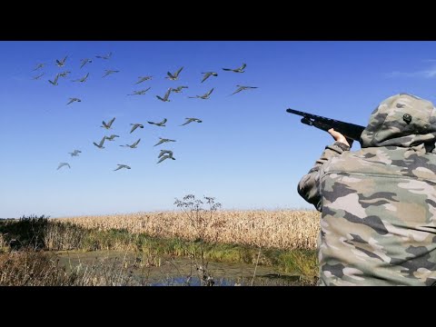 Видео: СКАЗОЧНАЯ ОХОТА НА УТКУ. Суперский денёк в угодьях. Огромные селезня поднимаются с под ног.