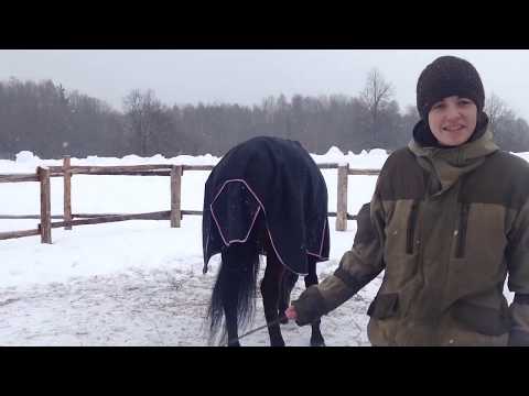 Видео: Кто-кто, конь в пальто!