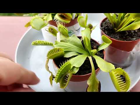 Видео: Венерина Мухоловка. Поэтапный процесс кормления. Что в себя включает?