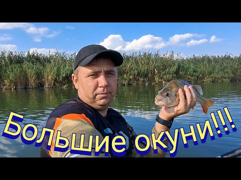 Видео: На Маныче спиннинг в дугу. Нашёл больших окуней!!!