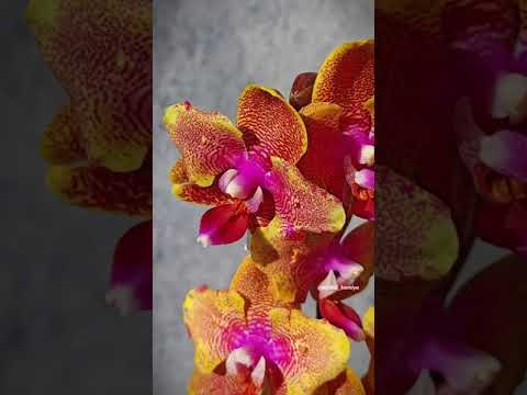 Видео: Phal. Sogo Lawrence butterfly 🧡 Яркая рыжая восковая орхидея бабочка Сого Лоуренс | Ароматный сорт