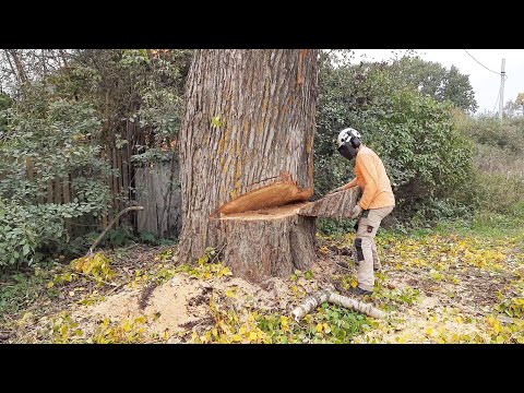 Видео: Валка больших деревьев в городе Подборка моментов Felling large trees with a chainsaw collection