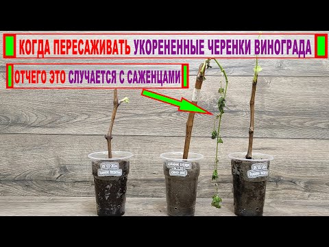 Видео: 🍇 Даже НЕ ДУМАЙ пересаживать УКОРЕНЕННЫЕ ЧЕРЕНКИ ВИНОГРАДА в грунт пока не узнаешь ЭТО.