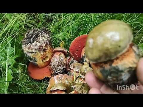 Видео: Добыча и приготовление дубовика оливково- бурого. Рубрика ""Гастрономический оргазм "".