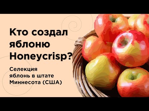 Видео: Кто создал яблоню "Медовый хруст" (Honeycrisp)? История селекции яблонь в штате Миннесота (США)