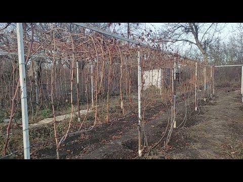 Видео: Обрезка винограда для начинающих